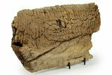 Fossil Hadrosaur (Edmontosarus) Partial Dentary - Wyoming #370692-1